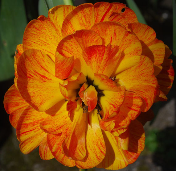 Double tulip - Chris.jpg