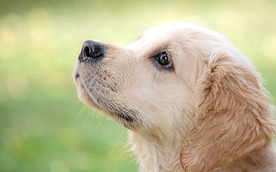Cute Puppy_edited.jpg