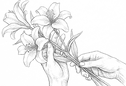 別れ花.png