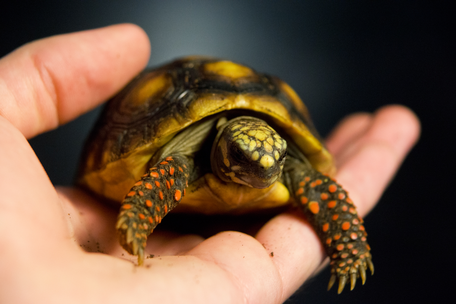 The Reptile Zoo Monroe WA Red Foot Tortoise