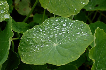leaves with dew drops