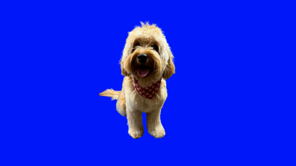 Mias website header (2).png