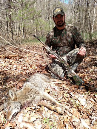 The Eastern Coy Wolf