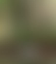 Smoke Phase Eastern Wild Turkey