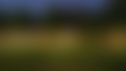 The Ultimate Guide to Luxury Resort Ranthambore: Where to Stay and What to Expect