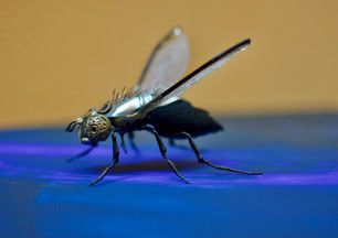 _dsc9730.jpeg