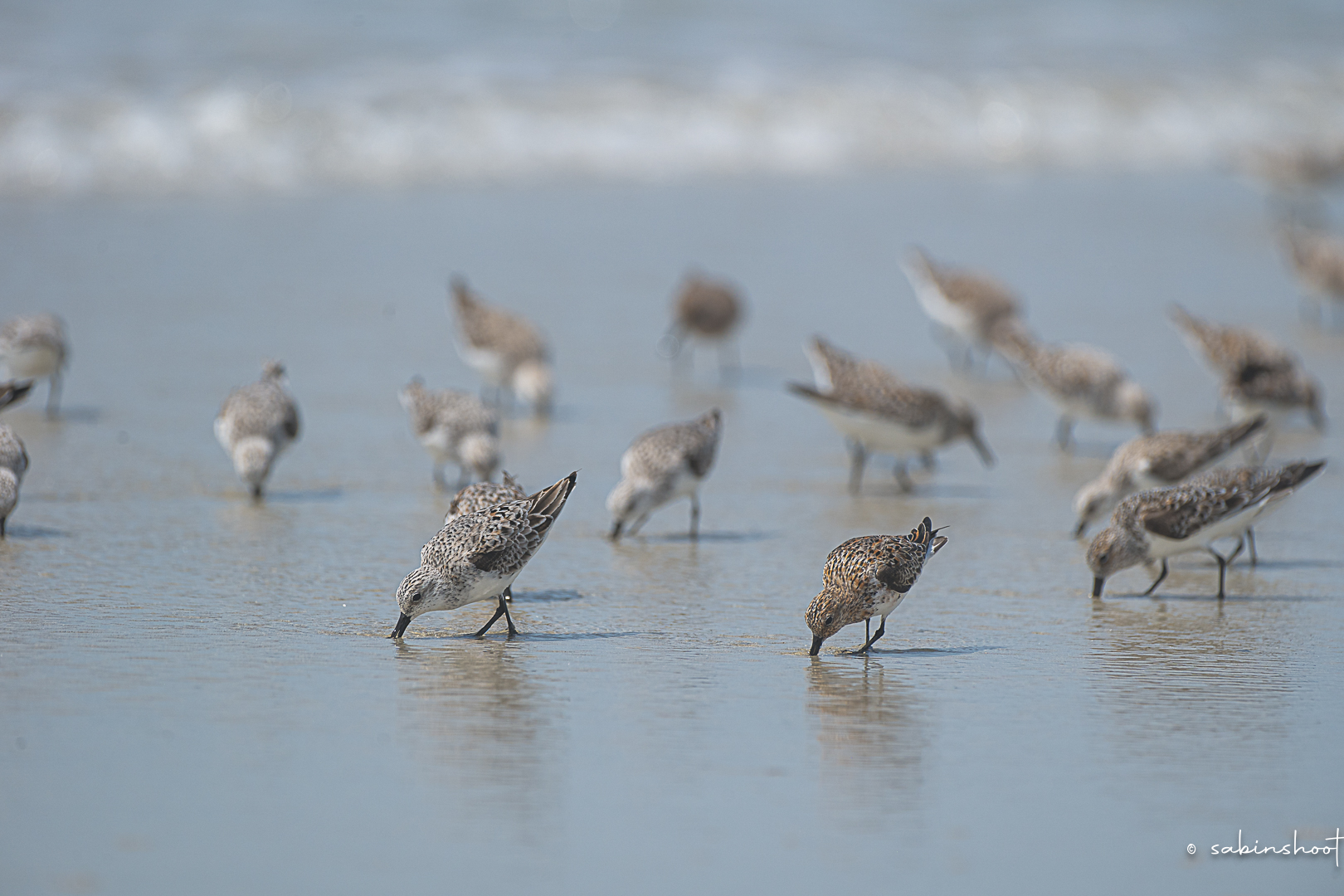 Photographie Sab’in Shoot — Voyages, nature & animaux