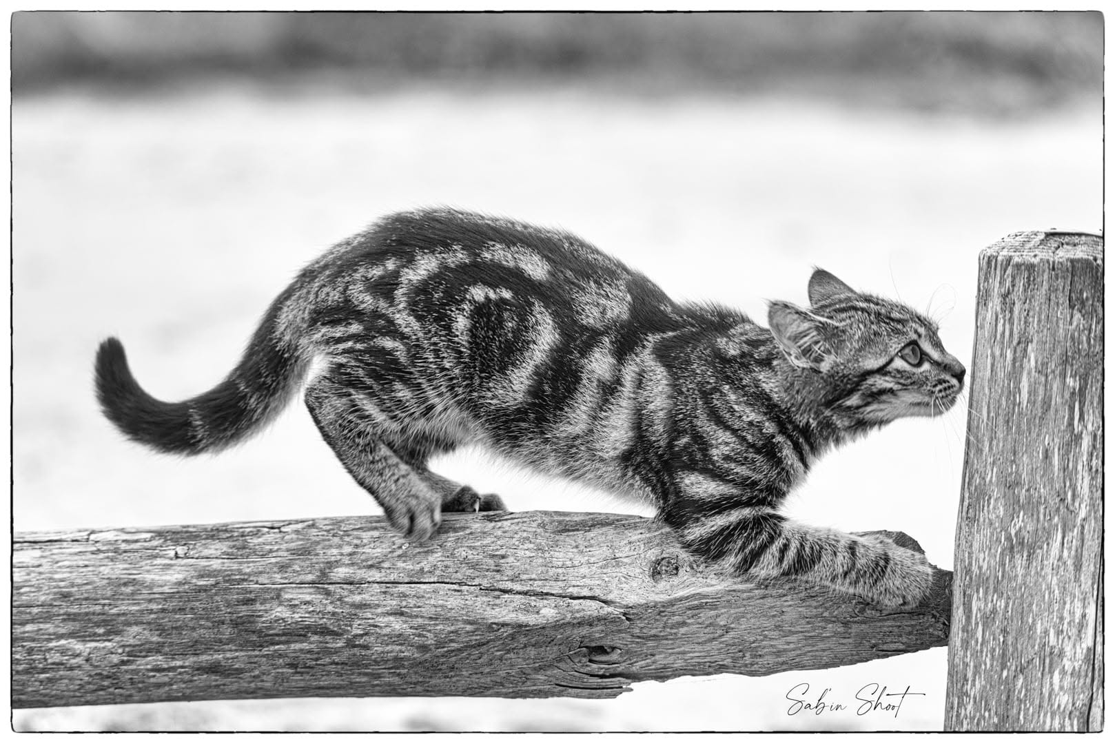 Photographie Sab’in Shoot — Voyages, nature & animaux
