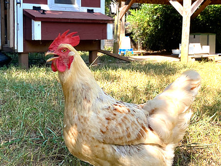 Photo of Belinda the hen