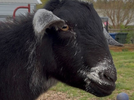 Photo of Earl the goat