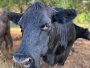 Photo of Daisy the brave cow