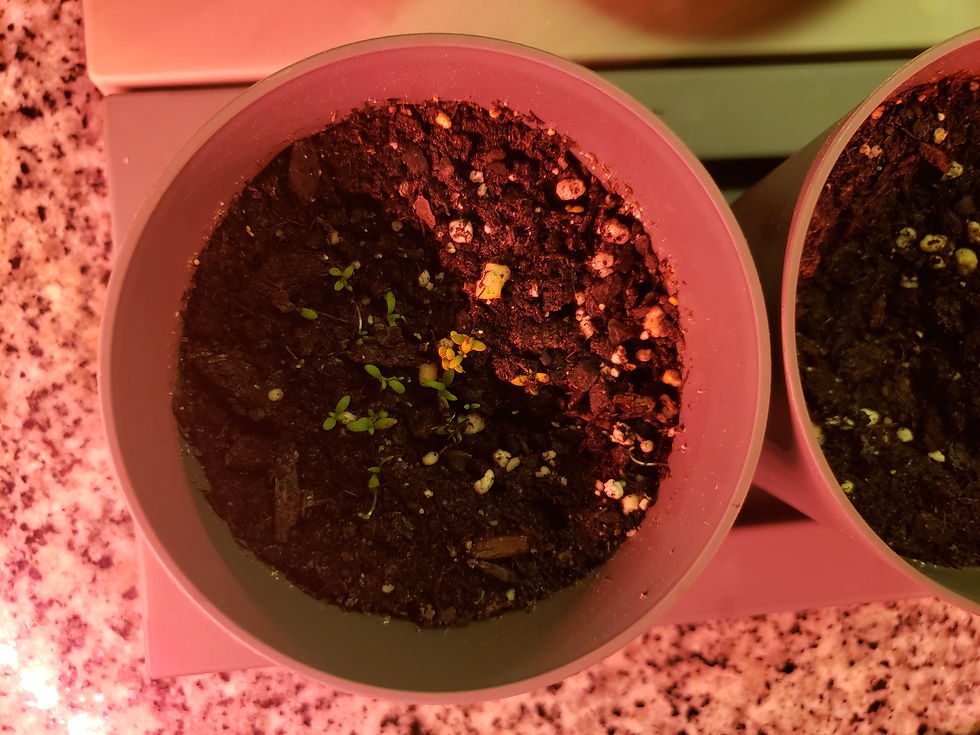 Herb Garden Update #3