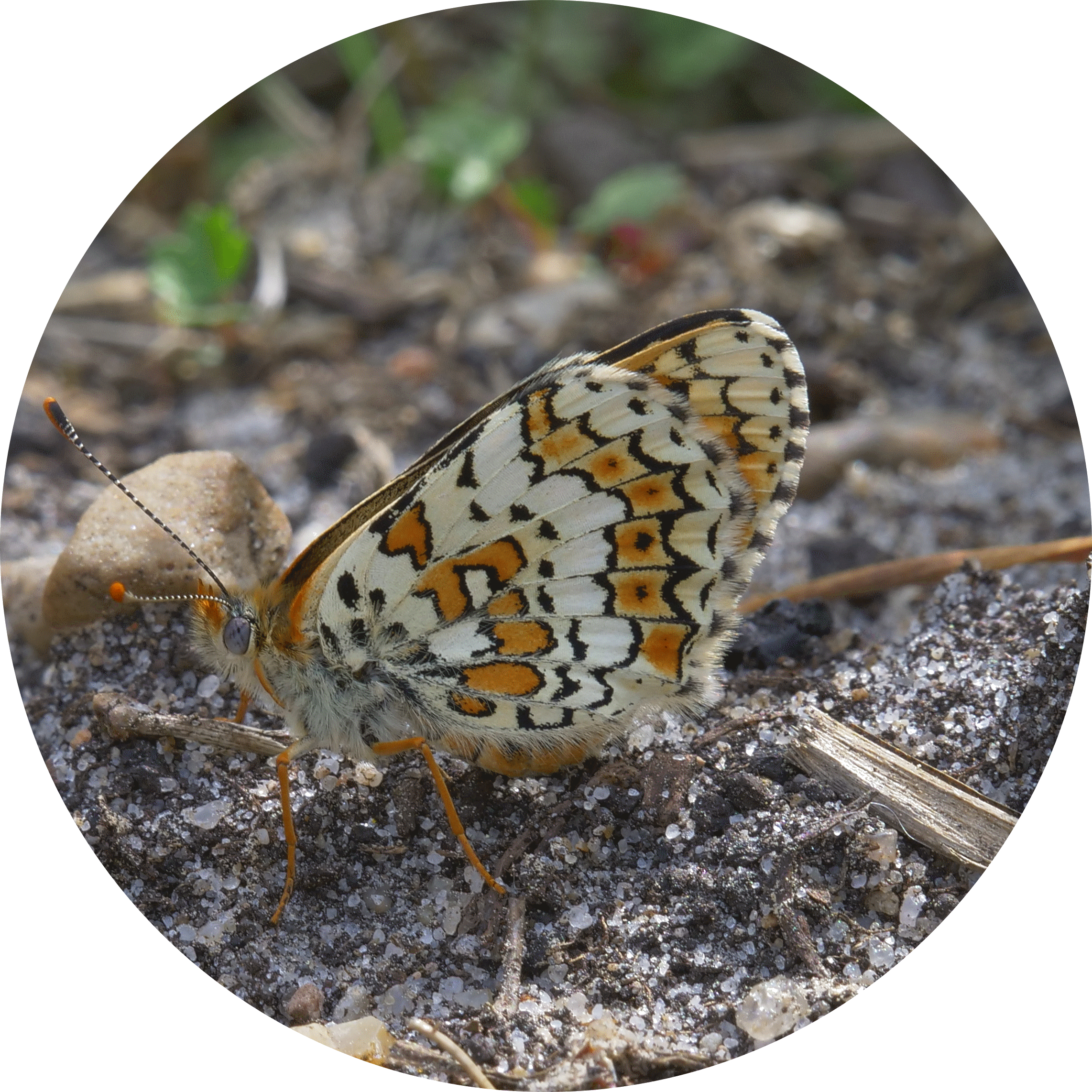 cinxia u.gif
