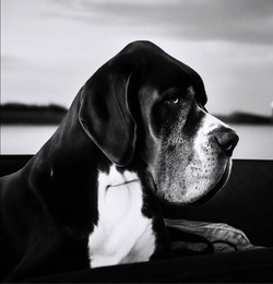 Pluto ❤️ 16-06-2025 ❤️