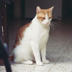 House Cat