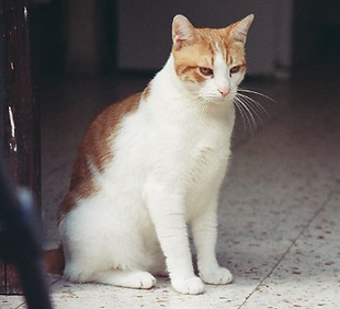 Orange-White Cat