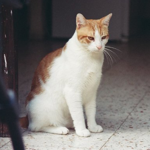 House Cat