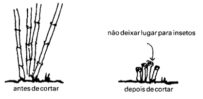 corte do bambu