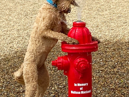 CAPE COD CHRONICLE: Woof-Woof Hooray: Brewster Dog Park’s A Big Hit