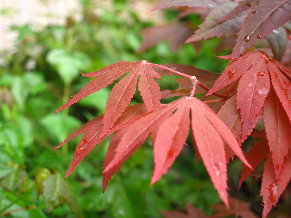momiji red nomura
