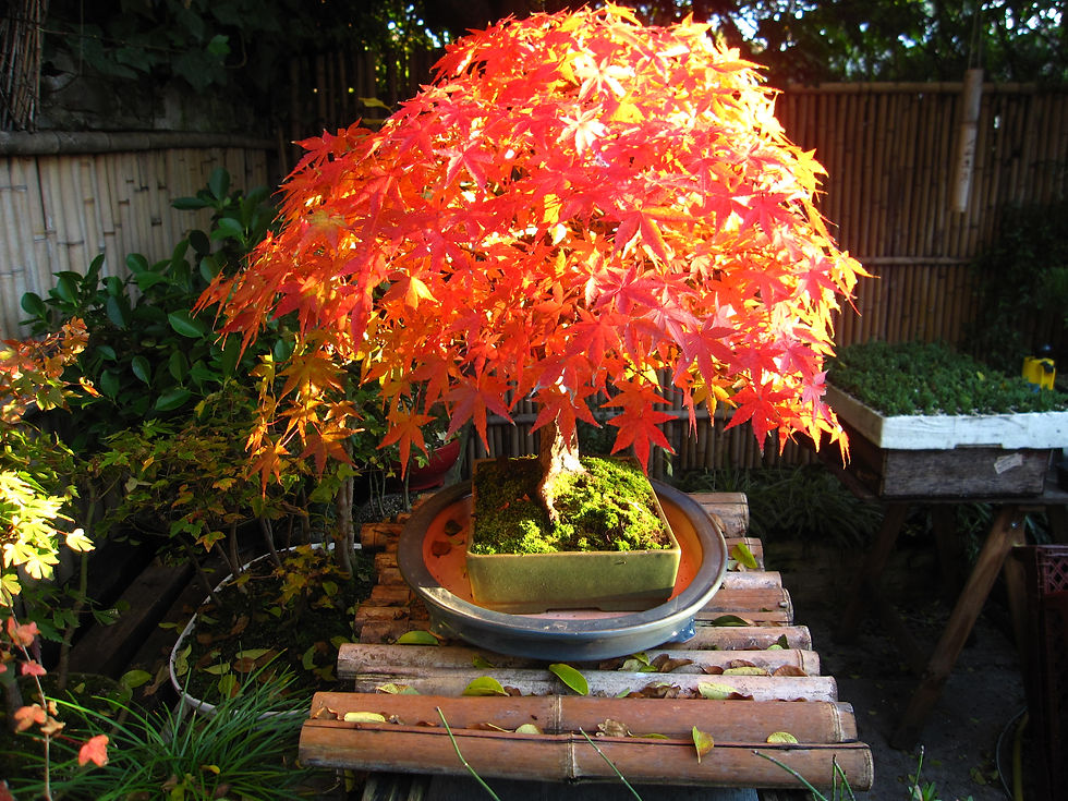 yama momiji en otoño