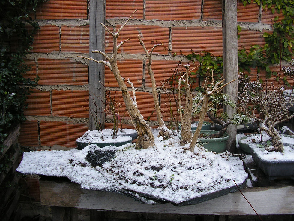 Nevada de 2007.