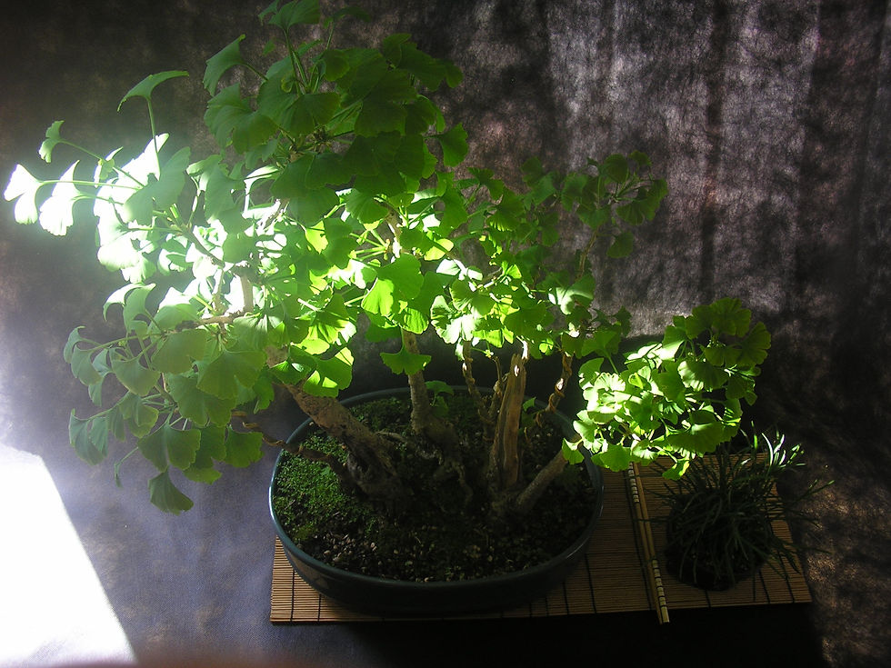 ginkgo biloba netsuranari