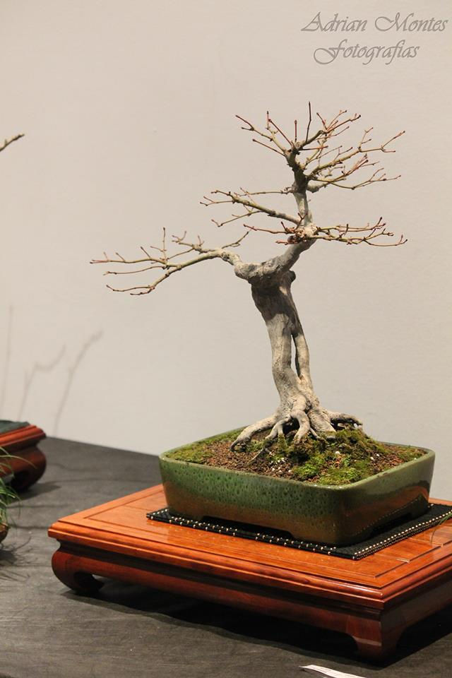 momiji . japanese maple bonsai