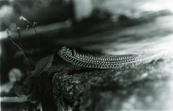 pluma1