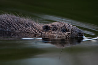 Credit Phillp Price Beaver in Scotland.jpg