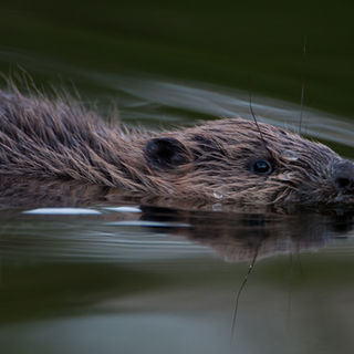 In Conversation about Conservation