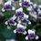 Miniatura: Viola Hederacea