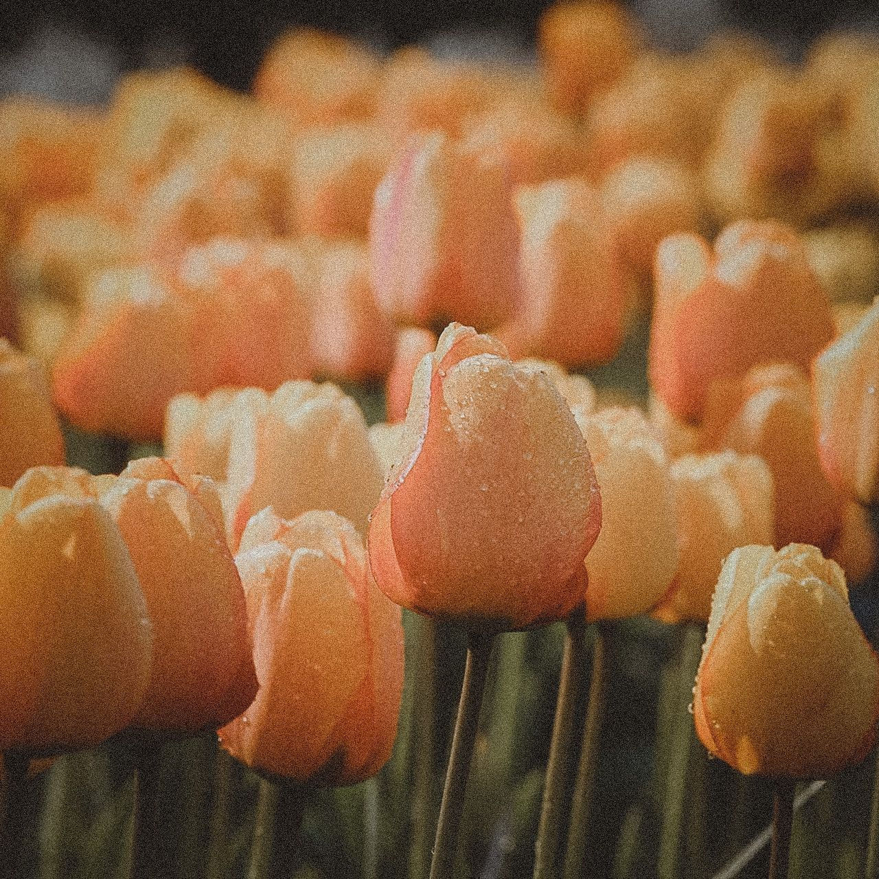 Tulipa Blushing Apeldoorn