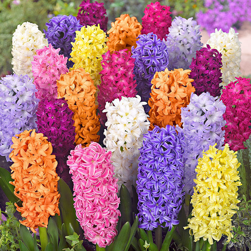 Hyacinthus in vaso
