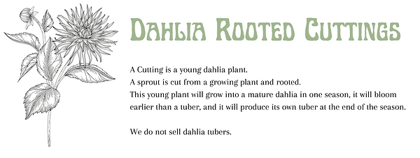 Dahlia rooted cuttings