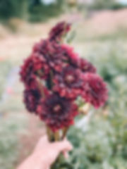 Dahlia Gideon