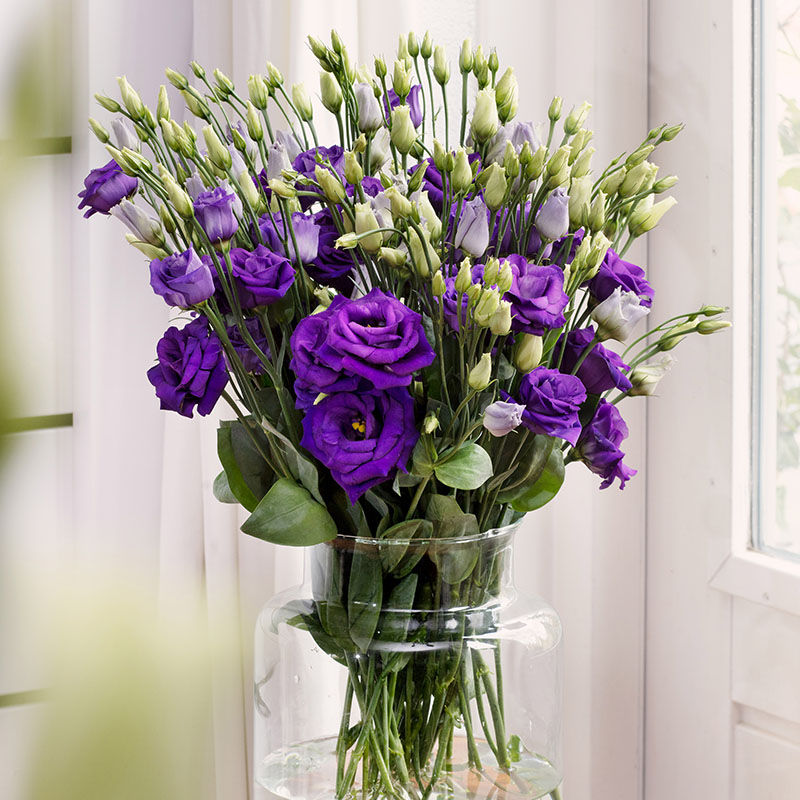 Lisianthus Rosita II Purple