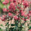 Miniatura: Aquilegia Rose Barlow