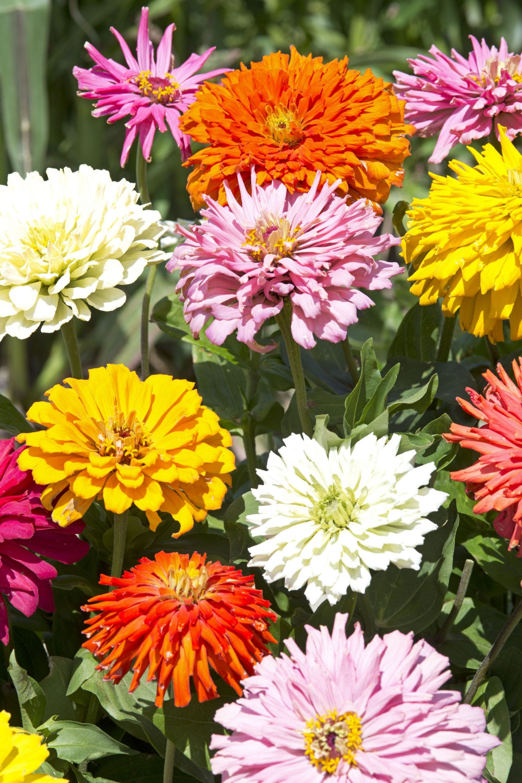 Zinnia Takii's Choice mix