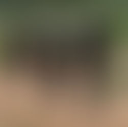 Kenya - in the realm of wild animals