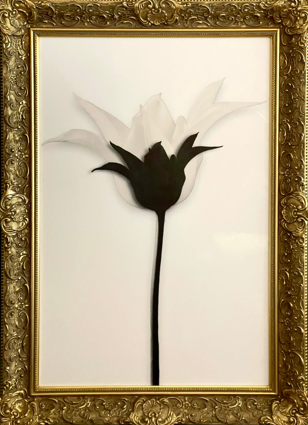 26. Tulipány (The Tulips)