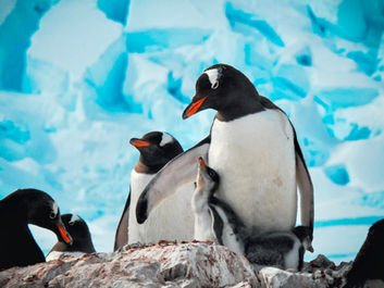 Wildlife photography: Gentoo penguin protecting its chick