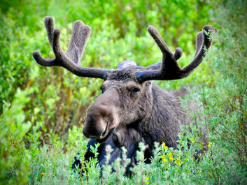 Wildlife photography: Bedded down moose in Colorado's Rocky Mountain National Park