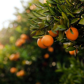 Untitled (Instagram Post)-5.jpg