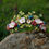 Thumbnail: Artemis: Flora Crown