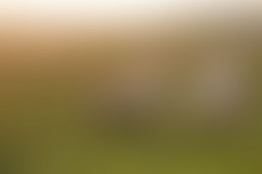 Do material genético ao prato, a produção animal é fiscalizada em toda a cadeia