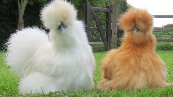 Esta raça de galinhas é uma das mais bonitas do mundo!