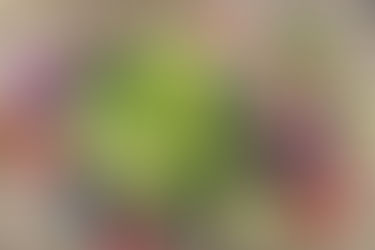 Vegetariana transforma churrascaria de Porto Alegre em restaurante vegano