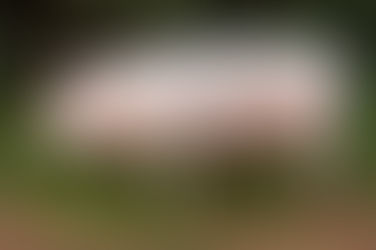 Carne suína: qualidade e eficiência no processo de desossa