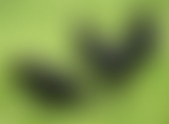 Conheça a rara “galinha gótica” 100% preta, desde as penas aos seus órgãos internos e ossos
